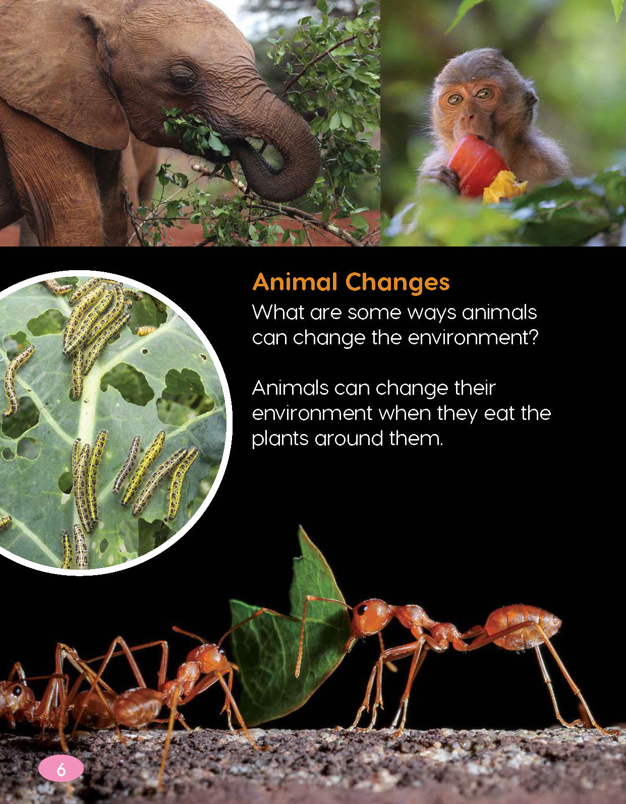Next Generation Science Textbook – Grade K, Book B