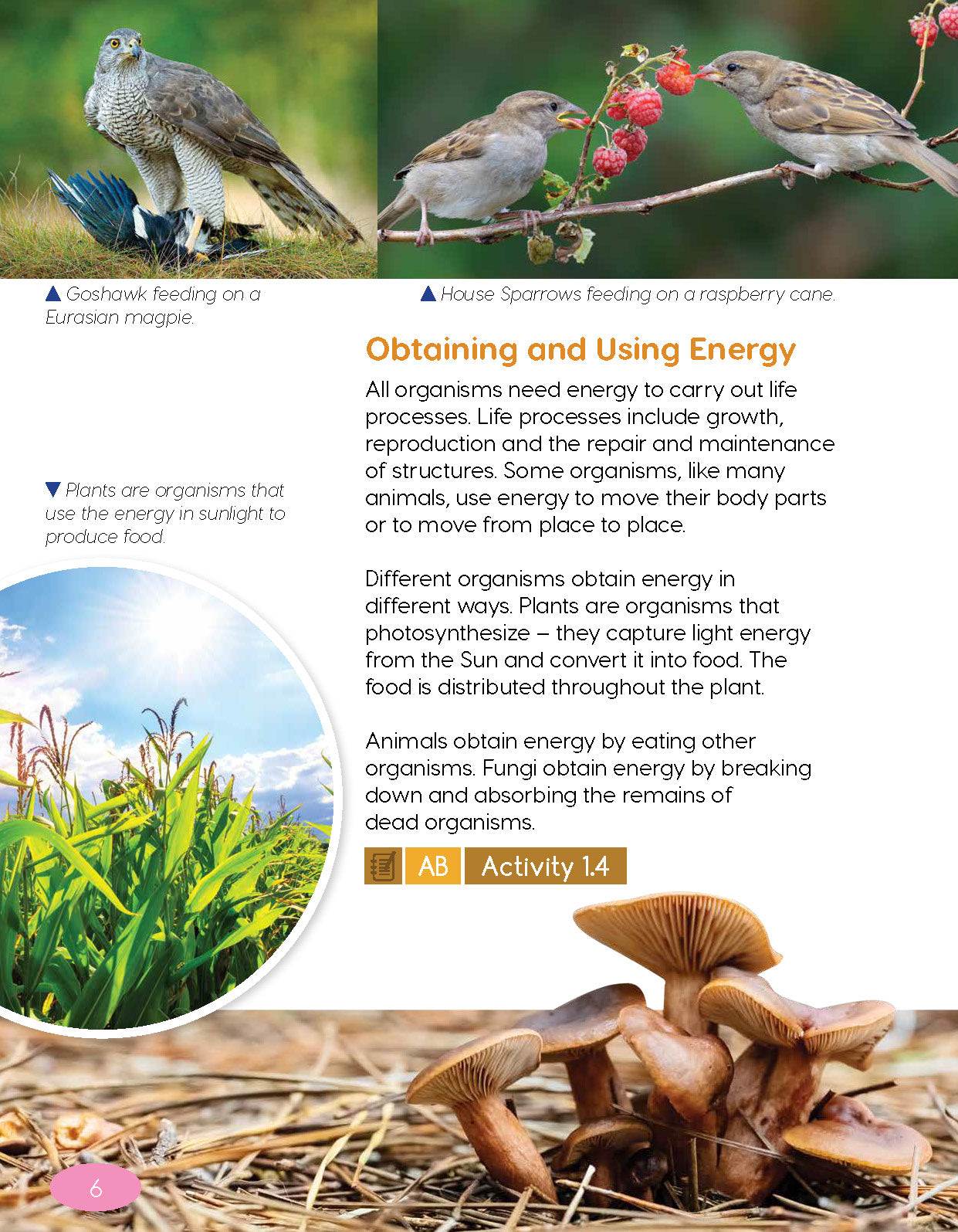 Next Generation Science Textbook – Grade 5, Book A