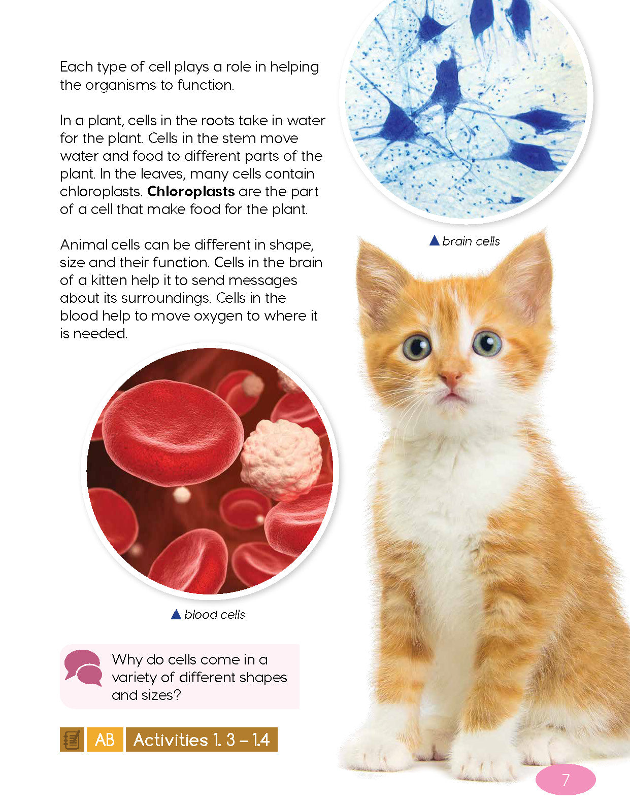 Next Generation Science Textbook – Grade 4, Book A