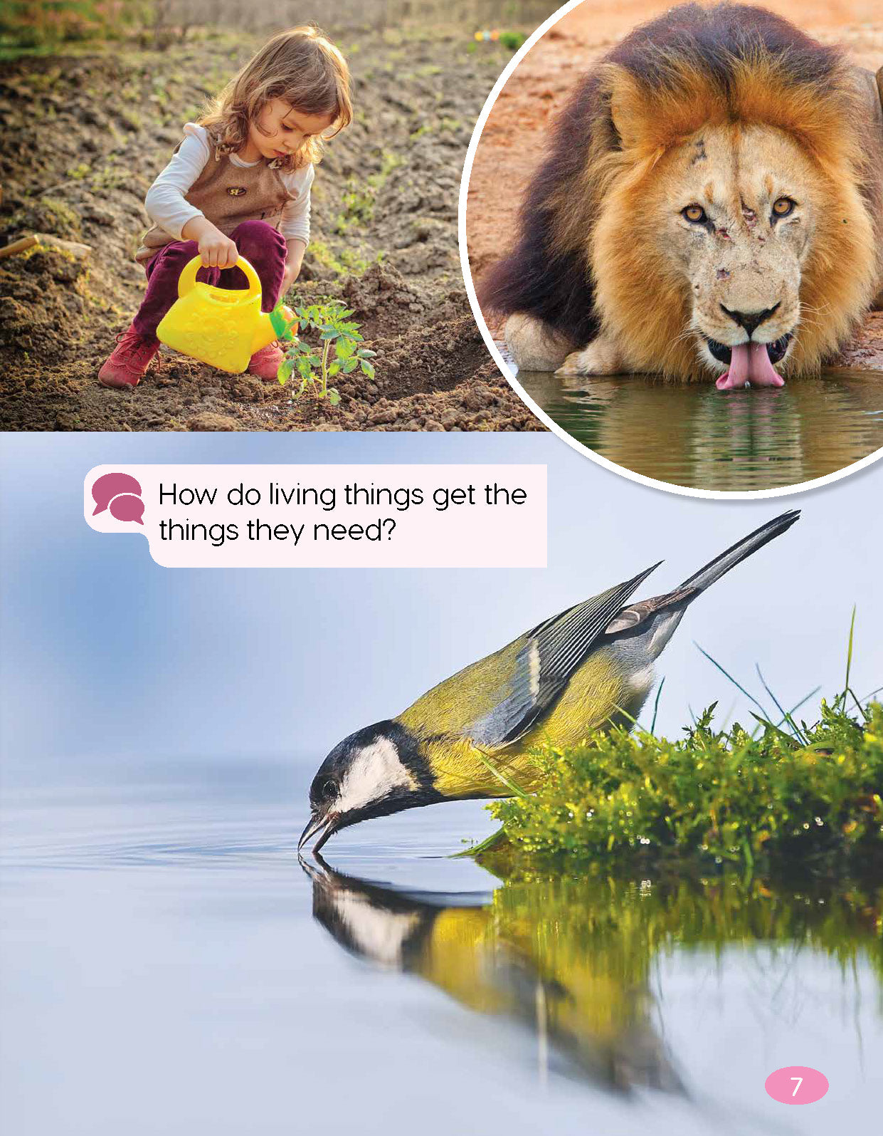 Next Generation Science Textbook – Grade K, Book A