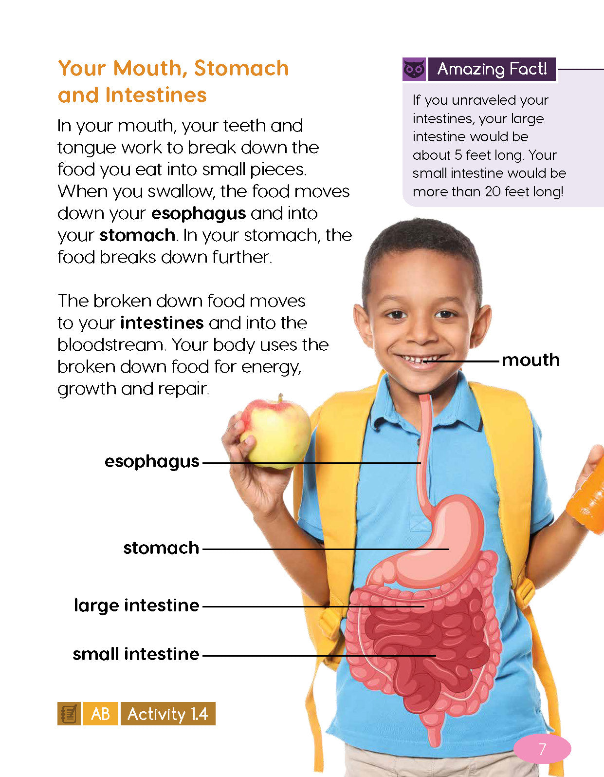 Next Generation Science Textbook – Grade 2, Book A