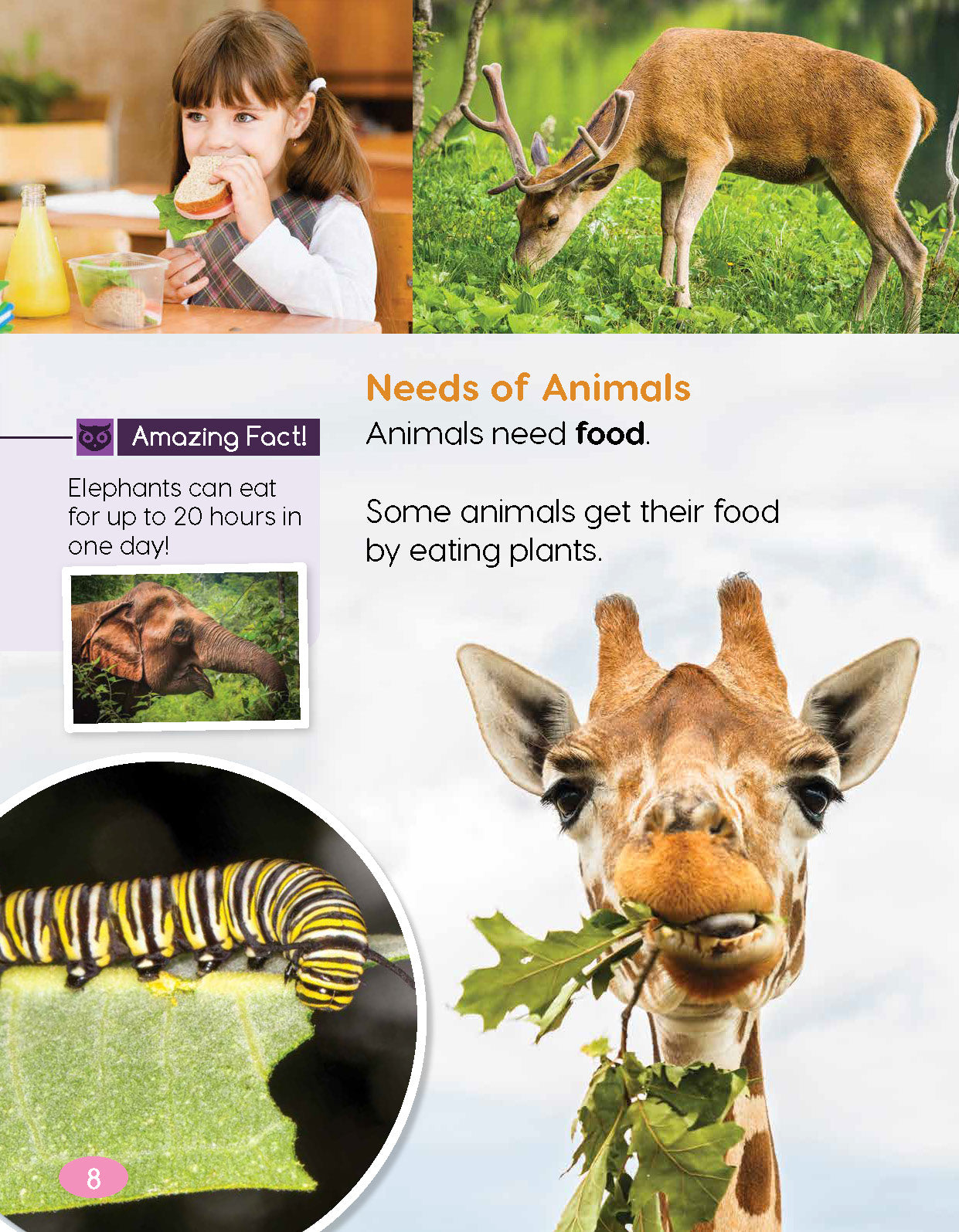 Next Generation Science Textbook – Grade K, Book A