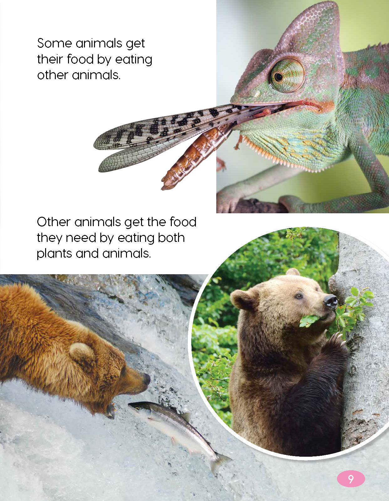 Next Generation Science Textbook – Grade K, Book A
