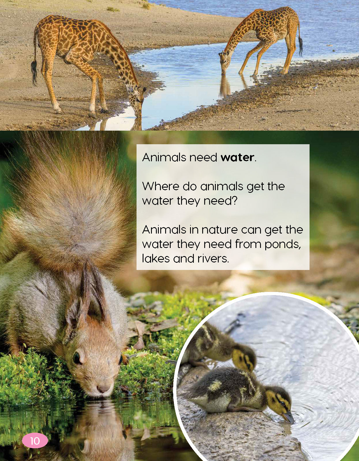 Next Generation Science Textbook – Grade K, Book A