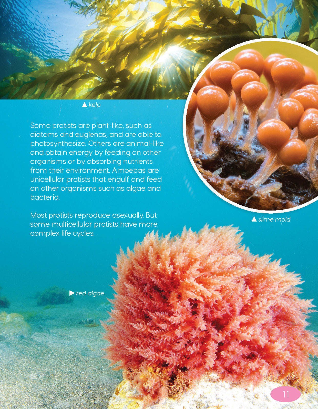 Next Generation Science Textbook – Grade 6, Book A