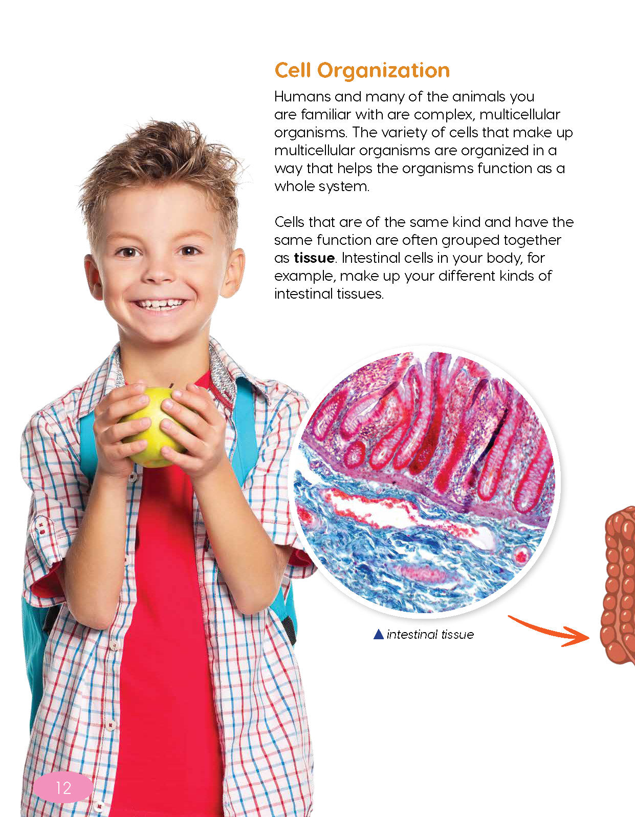 Next Generation Science Textbook – Grade 4, Book A