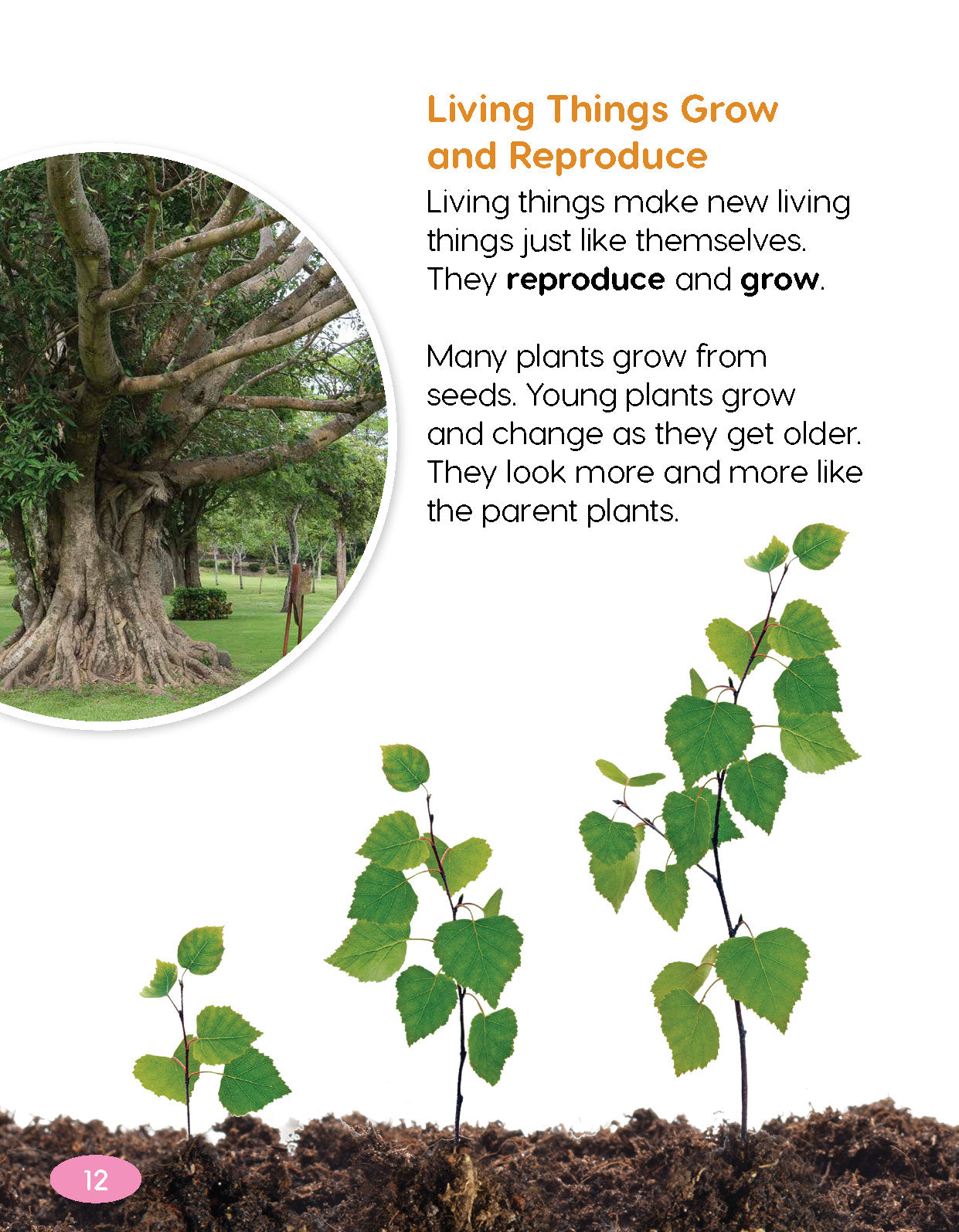 Next Generation Science Textbook – Grade 1, Book A