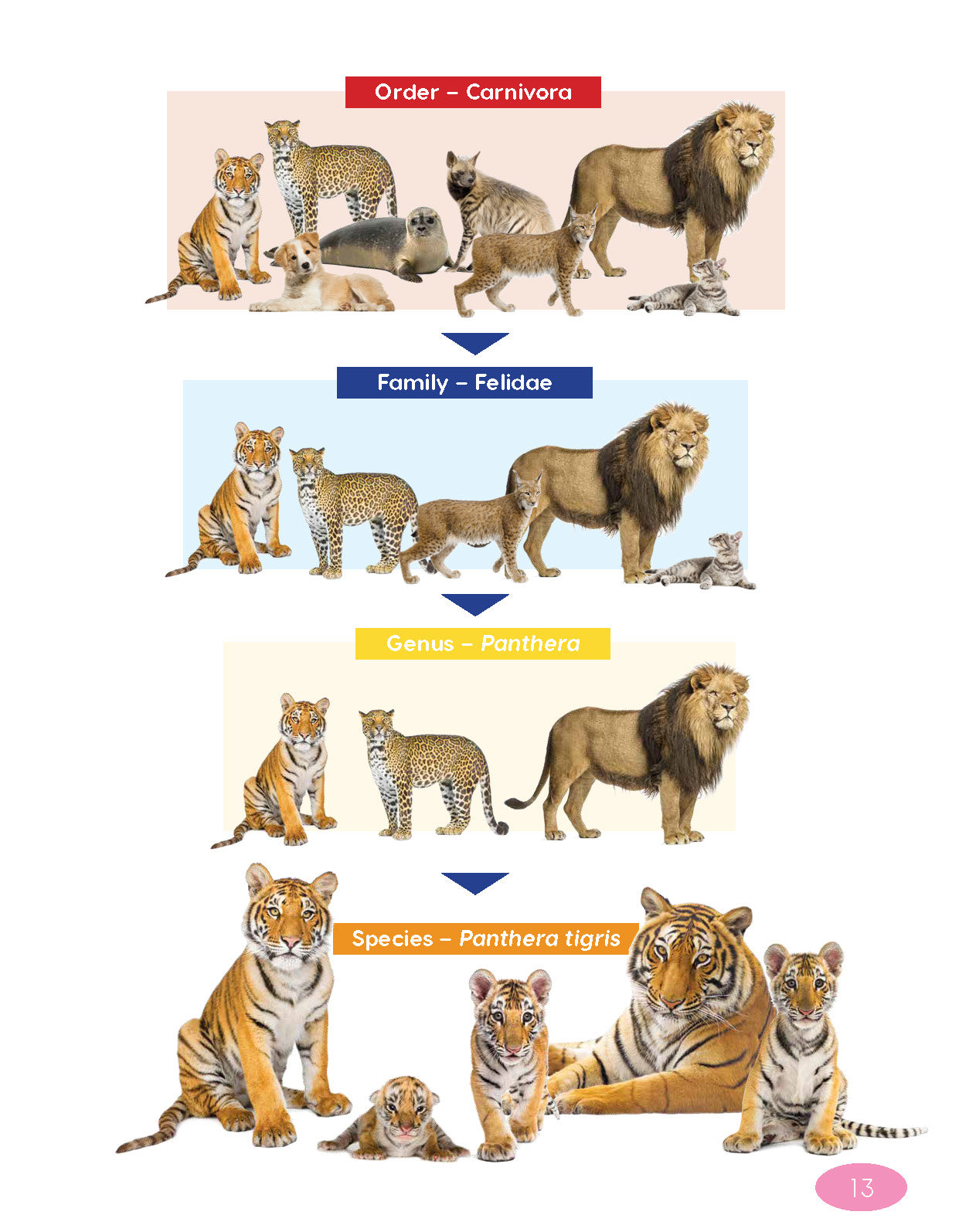 Next Generation Science Textbook – Grade 5, Book A