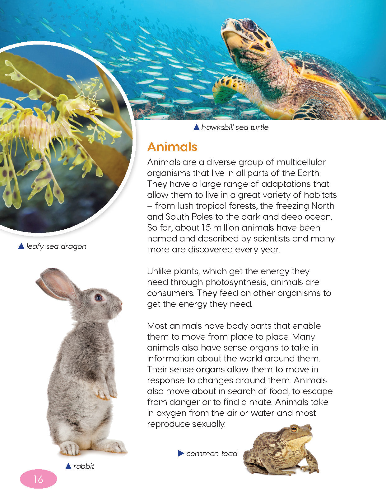 Next Generation Science Textbook – Grade 6, Book A