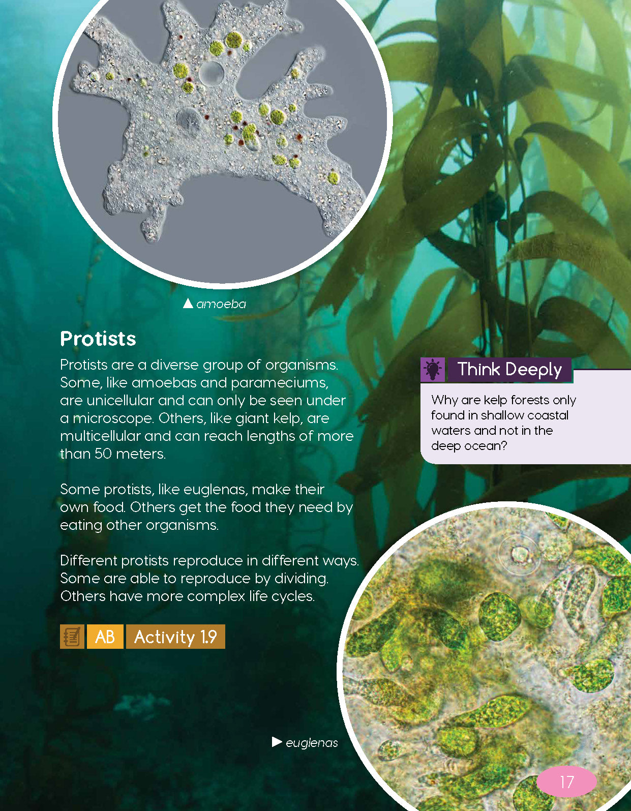 Next Generation Science Textbook – Grade 4, Book A