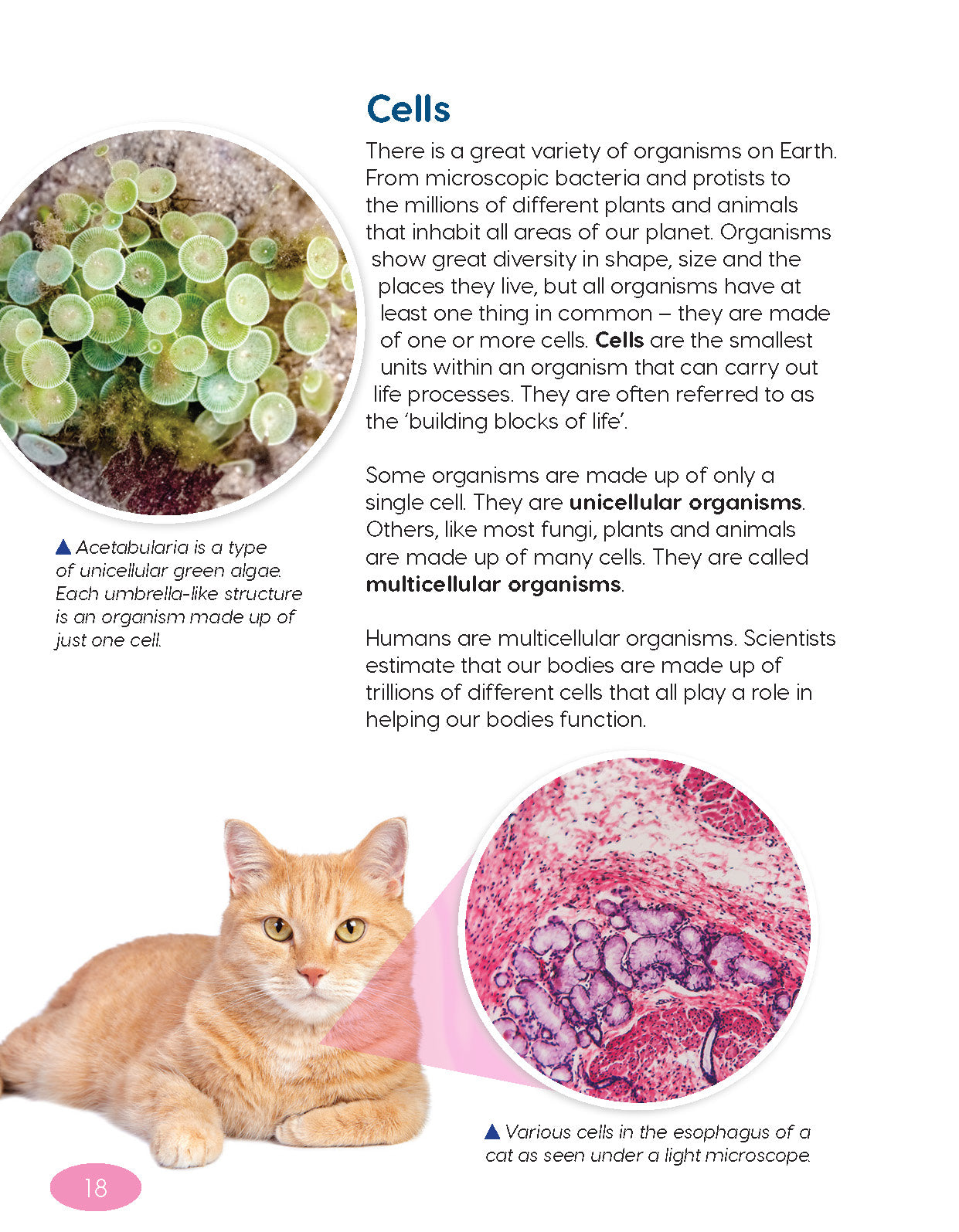 Next Generation Science Textbook – Grade 6, Book A