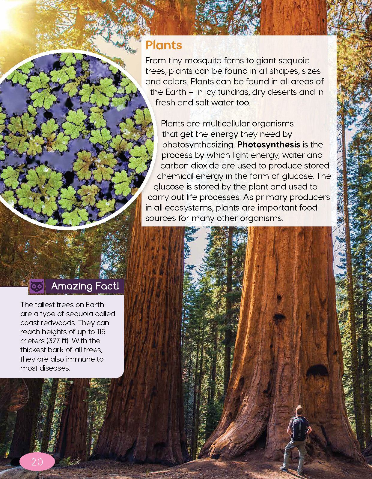 Next Generation Science Textbook – Grade 5, Book A