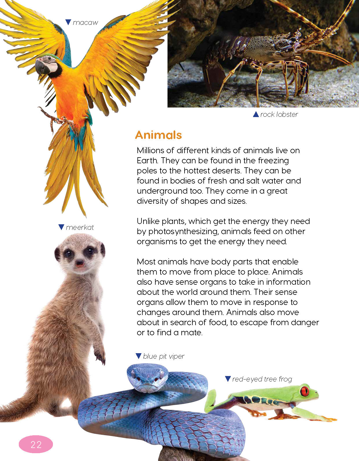 Next Generation Science Textbook – Grade 5, Book A