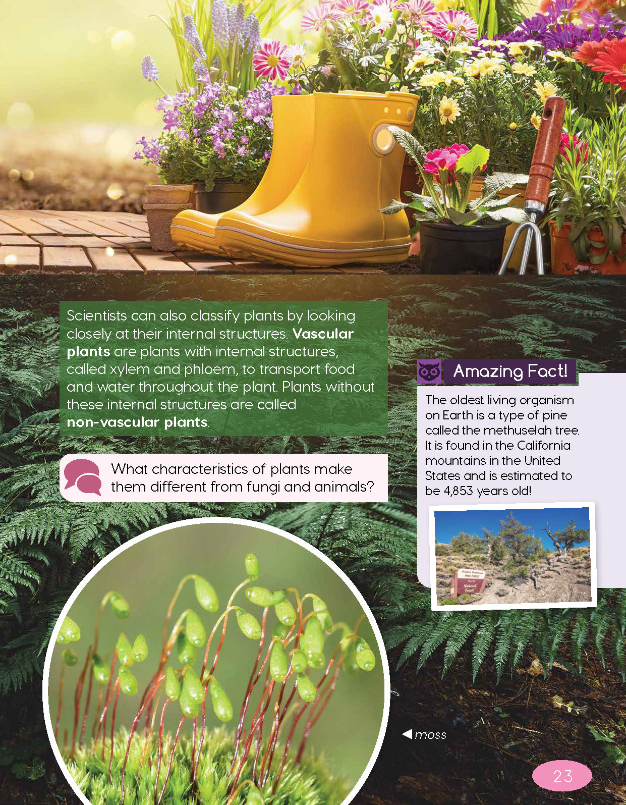 Next Generation Science Textbook – Grade 4, Book A