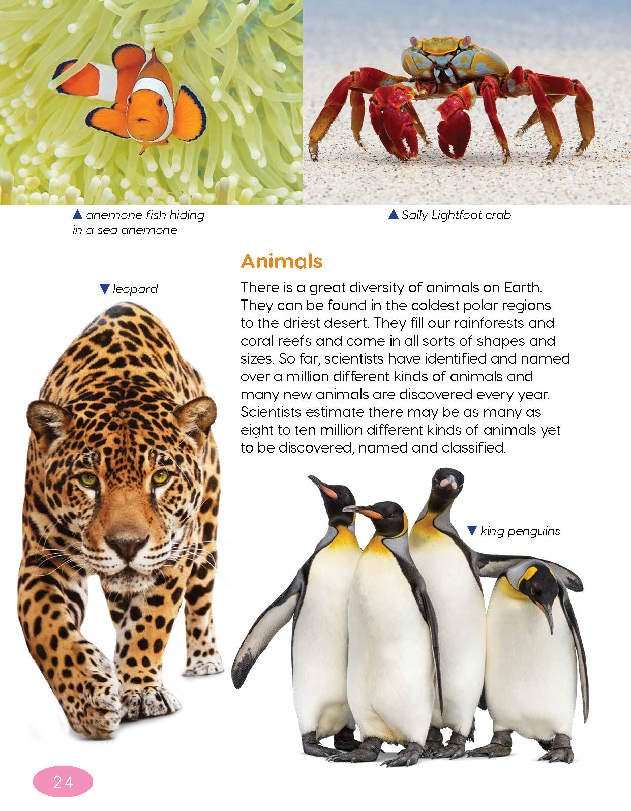 Next Generation Science Textbook – Grade 4, Book A